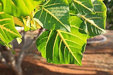 重回乱世纵横沙场《三国：归途》Steam正式发售